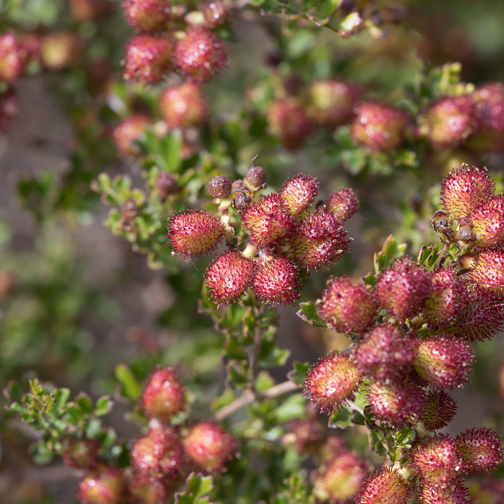 Dwarf Hop-bush