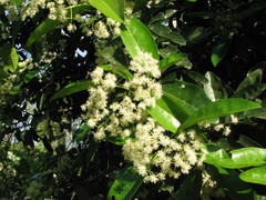 Pimenta dioica
