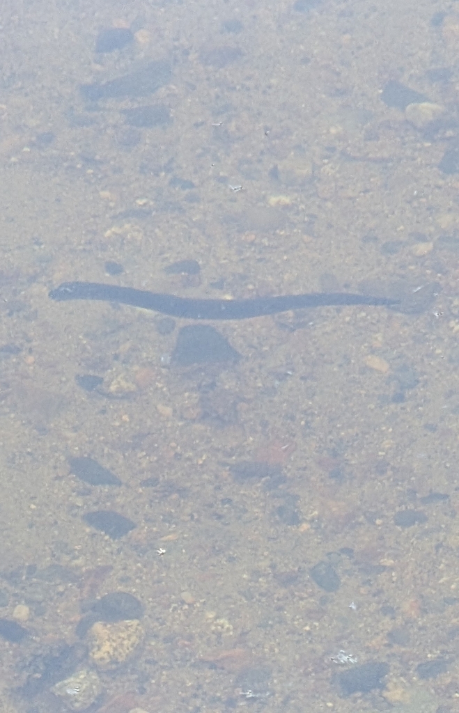 Silver Lamprey