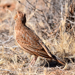 Mirafra fasciolata fasciolata