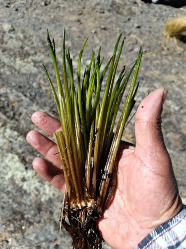 Lechler's Quillwort (Isoetes lechleri)