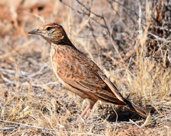 Mirafra fasciolata fasciolata
