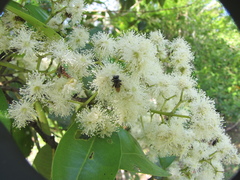 Pimenta dioica