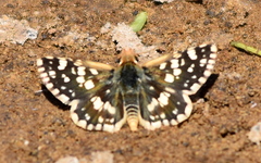 Spialia