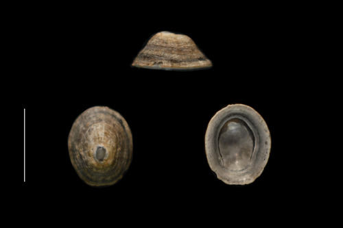Patella pellucida