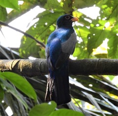 Trogon melanurus