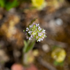 Valerianella discoidea