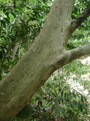 Plinia peroblata