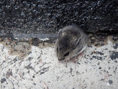 Peromyscus melanotis