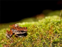 Eleutherodactylus modestus