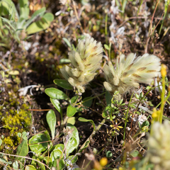 Ptilotus spathulatus