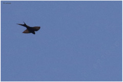 Psalidoprocne pristoptera