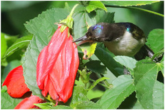 Anthreptes neglectus