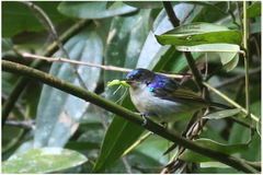 Anthreptes neglectus