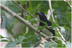 Stactolaema leucotis