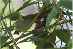 Phylloscopus ruficapilla