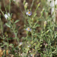Vittadinia australasica