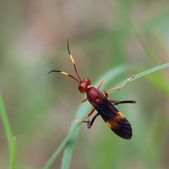Trogomorpha arrogans