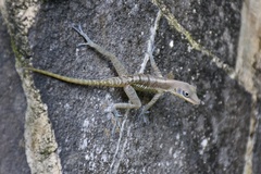 Anolis bartschi