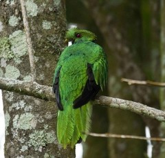 Pharomachrus antisianus