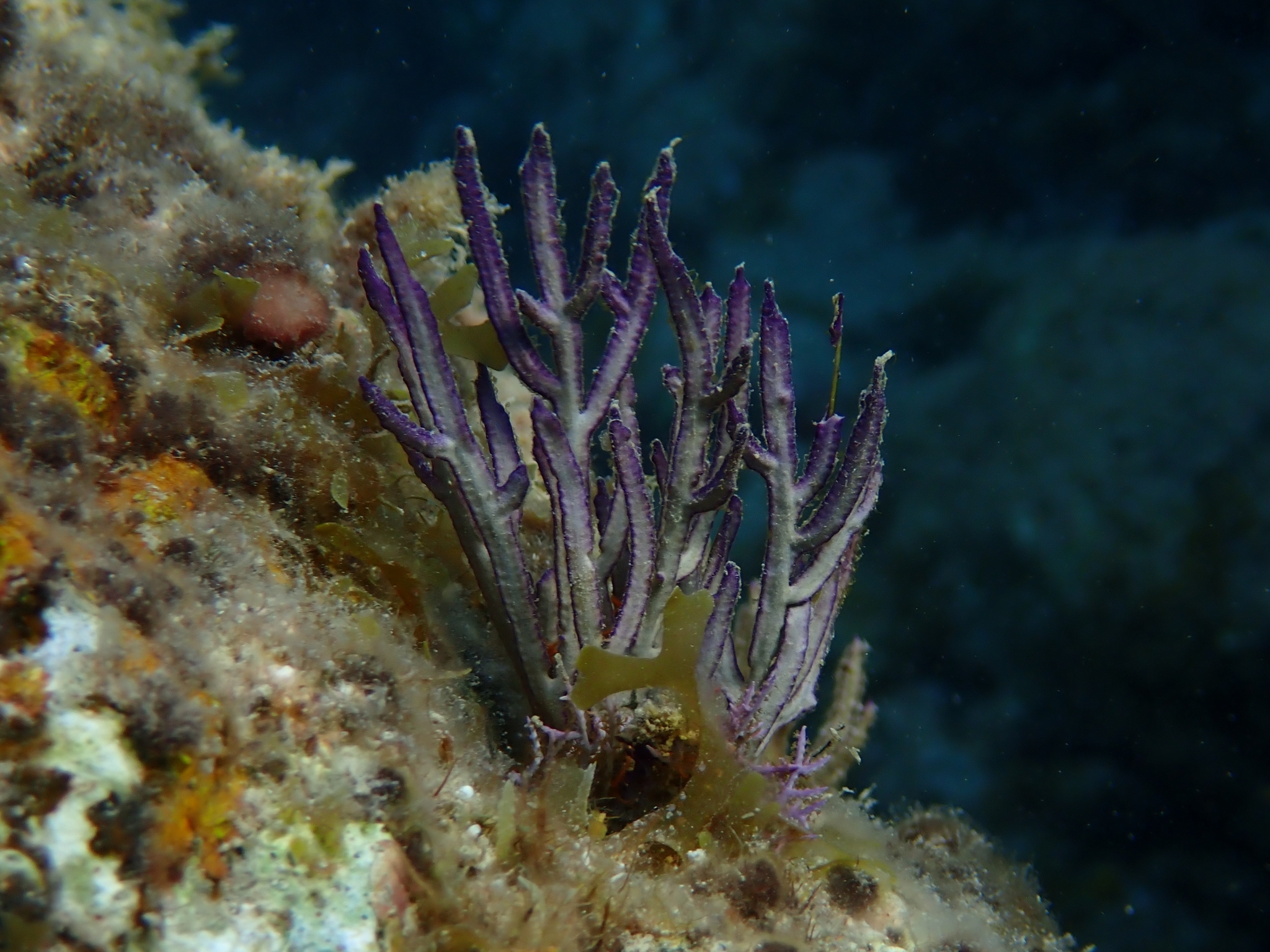 Pterogorgia anceps (Pallas, 1766)