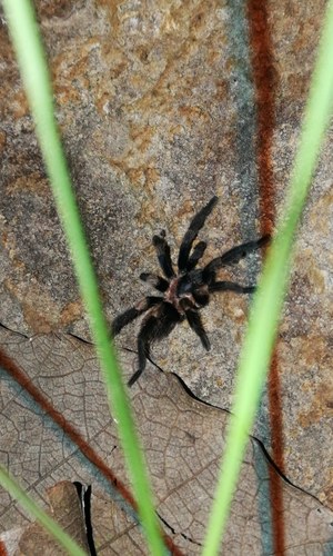 Mexican Dwarf Redleg Tarantula