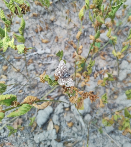 Orcus Checkered-Skipper
