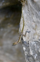 Anolis bartschi