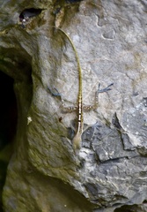 Anolis bartschi
