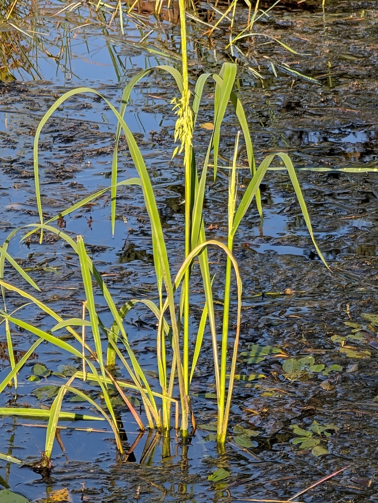northern wild rice from Northwest St. Louis, MN, USA on August 7, 2025 ...