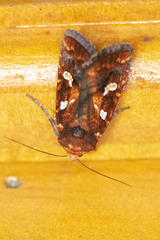 Calymniodes