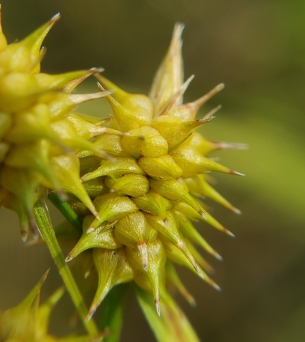 Carex cryptolepis