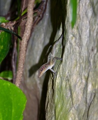 Anolis bartschi