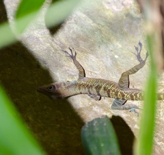 Anolis bartschi