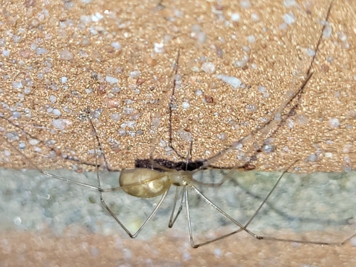 Long-bodied Cellar Spider, 9204 EB Drachten, Nederland, photo 4 of 10