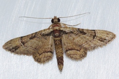 Gymnoscelis tristrigosa