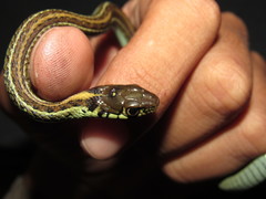 Thamnophis eques