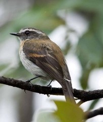 Ochthoeca rufipectoralis