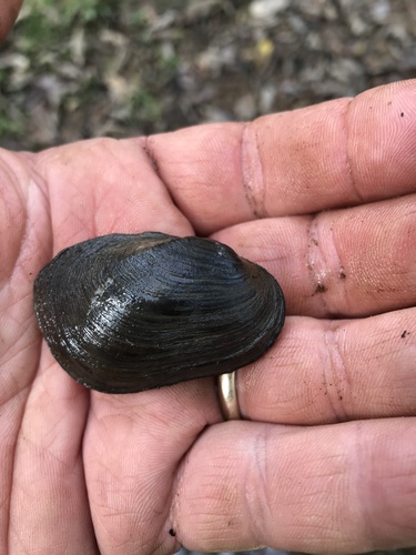 Little Spectaclecase