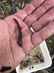 Necturus beyeri