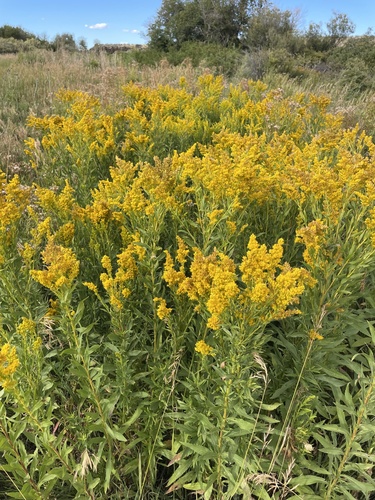 Solidago lepida