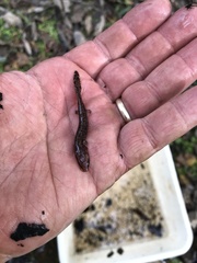 Necturus beyeri