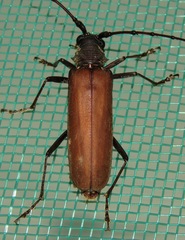 Jupoata rufipennis
