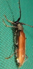 Jupoata rufipennis