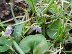 Murdannia keisak