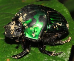 Oxysternon conspicillatum