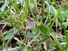 Murdannia keisak