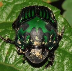 Oxysternon conspicillatum