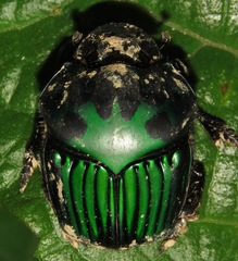 Oxysternon conspicillatum