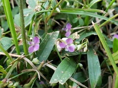 Murdannia keisak